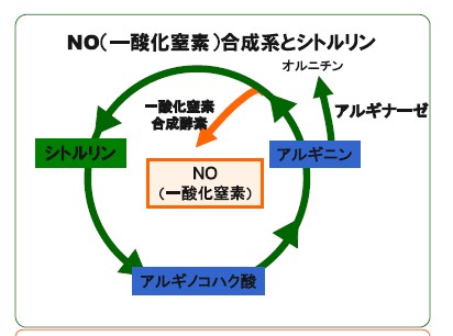 シトルリンとアルギニン回路